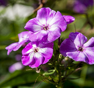 爱沙尼亚鲜花照片图片园艺摄影婚礼自然爱好者力量花卉植物自然艺术背景图片
