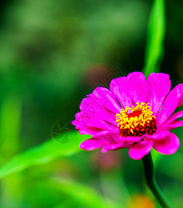 厄瓜多尔鲜花照片艺术力量花卉自然爱好者图片宏观植物园艺装饰自然背景图片