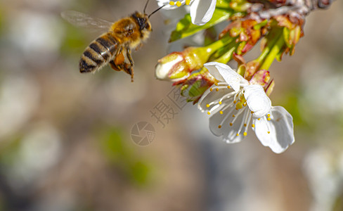 园艺宏中的春蜜花樱桃荒野动物晴天树枝季节花瓣花蜜植物学植物花园背景图片