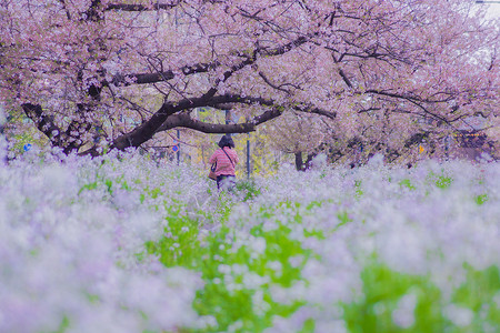 玉川Tamagawa村富塔科的Sakura 系列背景