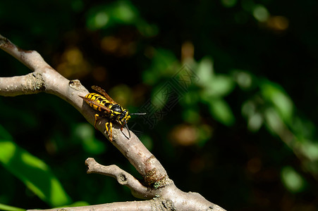 漂亮的黄蜂最近刚从溺水中解救出来 坐在树枝上使翅膀干枯宏观药品野生动物天线疼痛漏洞花园动物注意力毒液背景