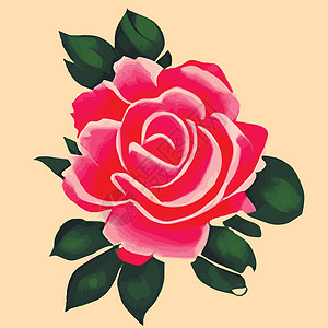 装饰花朵的玫瑰花和花蕾 为您设计的鲜花矢量盛放 婚礼请柬的装饰创造力插图材料叶子收藏图案叶状艺术花束销售背景图片