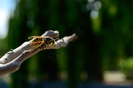 漂亮的黄蜂最近刚从溺水中解救出来 坐在树枝上使翅膀干枯药品天线注意力漏洞宏观蜂蜜疼痛危险伤口毒液背景
