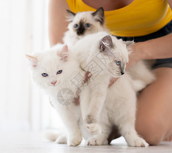 女孩有小猫的破布娃娃孩子们家庭猫咪毛皮蓝色眼睛白色地面爪子女士背景图片