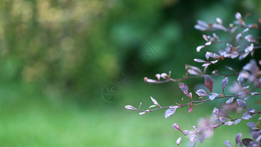 绿色树叶背景上灌木丛的紫枝 自然背景背景图片