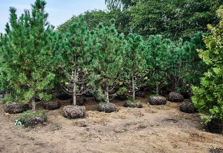 用于种植的青青青青松树苗背景