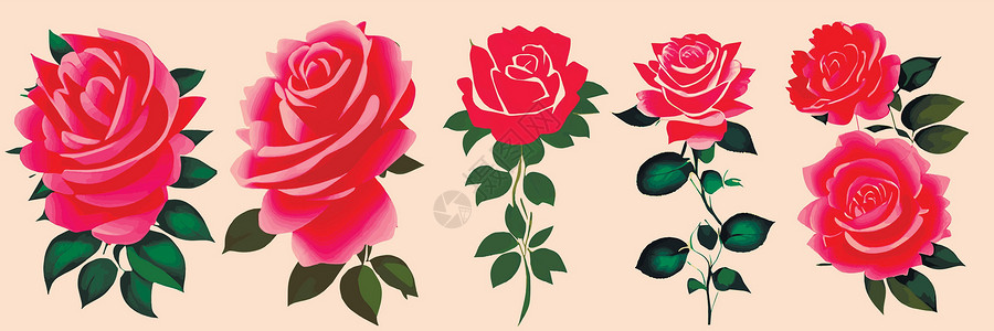 面色红润美丽的红玫瑰和叶子 花的成份 设计贺卡和请柬婚宴园林艺术婚礼创造力插图花束野花花卉花圈邀请函插画