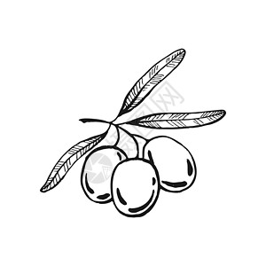 橄榄树枝 橄榄果和橄榄叶 手画图解转换成矢量 掌画收成植物蔬菜烹饪市场食物厨房铅笔手绘标签设计图片