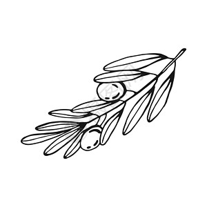 橄榄树枝 橄榄果和橄榄叶 手画图解转换成矢量 掌画艺术市场食物绘画标签水果草图铅笔插图手绘设计图片