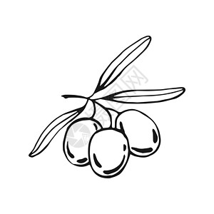 橄榄树枝 橄榄果和橄榄叶 手画图解转换成矢量 掌画收成市场标签厨房叶子艺术农业食物铅笔手绘设计图片