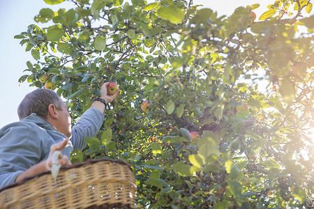 收获时间 苹果树 未被认出的人 农民准备在苹果树下采摘到篮子里 男人的手小心翼翼地采摘苹果 苹果园生长水果季节园艺农业植物女士生背景图片