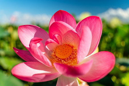 一朵粉红色的莲花在风中摇曳 以他们的绿叶为背景 自然环境中湖上的莲花场视频花瓣花朵植物群花园植物池塘叶子植物学草药背景图片
