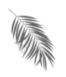 叶影子透明现实的棕榈影子矢量说明 EPS10树叶情调叶子插图热带异国阴影插画