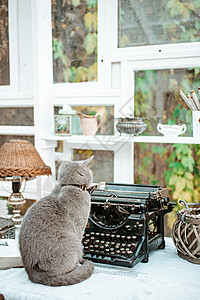 编辑猫素材破旧黑衣室内的猫和老式打字机乡愁房子新闻业艺术编辑写作作者古董机器博客背景