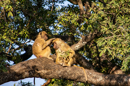 黄狒狒在一棵树上装饰的 一群烤面包机密闭了起来生态旅游国家游戏公园灵长类大草原男性婴儿旅行环境背景