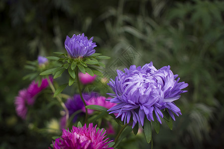 绿叶背景上的紫苑花 五颜六色的多色紫苑花多年生植物 秋初农田紫苑花床特写背景图片