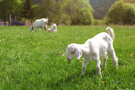 你们这些白人山羊小孩在春草地上放牧 吃着一些绿叶背景图片