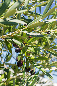 橄榄树枝橄榄枝上成熟的橄榄 在橄榄园中的树枝上紫色收获生长栽培橄榄林收成食物生食农业植物背景