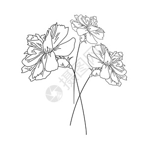 一套三种康乃馨花 植物植物艺术 矢量插图大纲背景图片