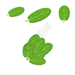 菠菜凉菜一套平板的菠菜叶 不同大小的绿色单叶和一堆菠菜 沙拉的配料插画