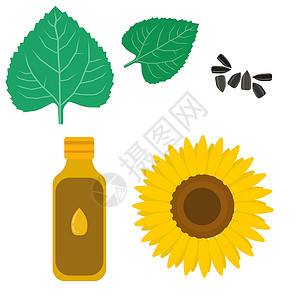 碧螺春炒花向日葵花油 向日葵植物的一部分和用于设计的种子插画