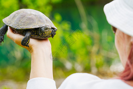 小乌龟边框女人手里握着一只小乌龟 让海龟成为自然界的优胜者动物群文化池塘荒野动物园情调寺庙乌龟信仰水龟背景