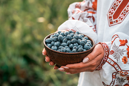 乌克兰妇女在刺绣衬衫拿着花园背景上的蓝莓 丰富的黑莓收获 新鲜成熟的有机浆果伟大的越橘植物女士水果覆盆子生物蓝色薄荷探测甜点食物背景