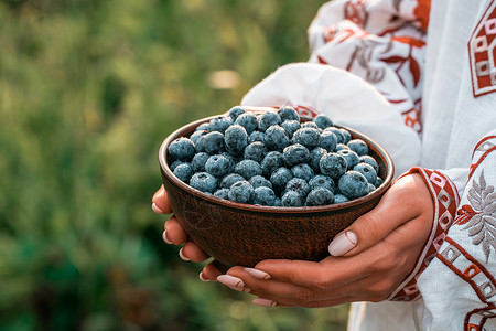 乌克兰妇女在刺绣衬衫拿着花园背景上的蓝莓 丰富的黑莓收获 新鲜成熟的有机浆果伟大的越橘植物饮食食物生物薄荷覆盆子收成健康甜点探测背景