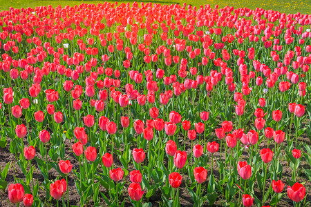 厄斯特丹鲜明的色彩晴天高清图片