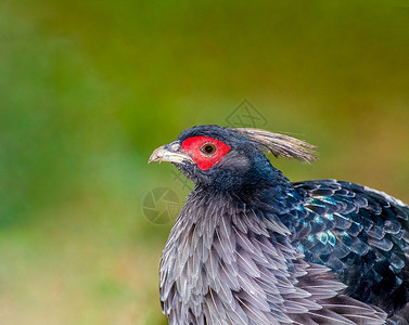 来自火山国家公园的Khalij 野鸡肖像高清图片
