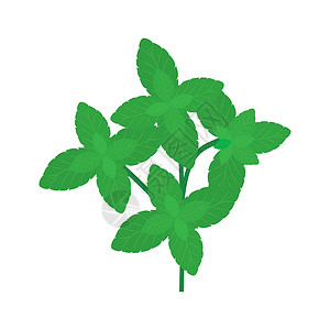 薄荷图标薄叶 植物图标模板矢量插画