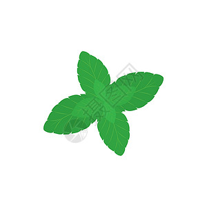 Mint 留下图标图标标志标识模板矢量薄荷草本植物芳香生态植物群叶子植物树叶绿色背景图片