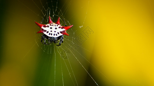 米克拉蒂娜蜘蛛黑色动物网络红色昆虫白色绿色背景图片