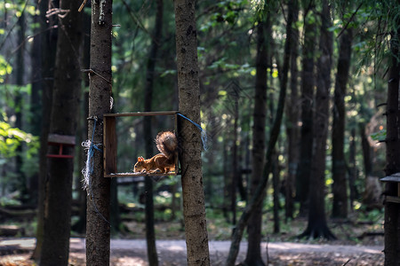 松鼠草莓刺猬树公园里一只美丽的滑稽松鼠 松鼠在饲料室吃食物 松鼠和城市风景木头婴儿毛皮叶子卡通片橙子哺乳动物生物标识森林背景