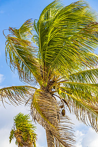 热带海滩椰子树墨西哥热带天然棕榈树椰子蓝天天堂绿叶海滩森林天空海岸棕榈植物丛林手掌背景