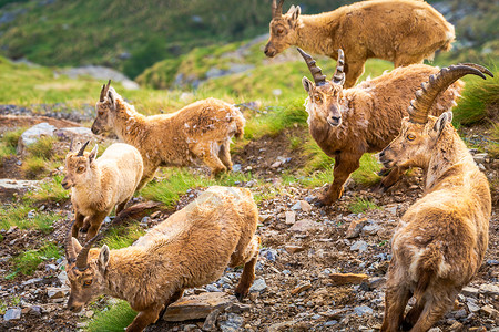 Ibex 野生动物和山地动物区系 意大利大帕拉迪索阿尔卑斯山 意大利哺乳动物保护区阳光晴天动物学寂寞地标野外动物保护国家背景