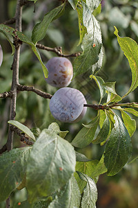 青梅树果实上有成熟的李子 在果园里的树上食物树叶农场农民营养维生素浆果收成植物叶子背景