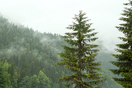 在迷雾山的背景下大出风头 水落石出树木植物群绿色叶子荒野环境天气云杉植物森林背景