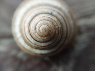 花园中的地蜗螺壳白色鼻涕虫动物触角棕色螺旋蜗牛土地荒野宏观背景图片