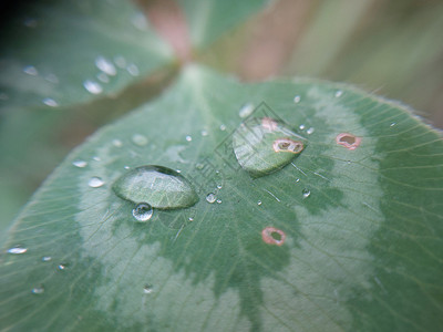 树叶上露露的清晨秋天落下落叶叶子低温植物季节季节性背景图片