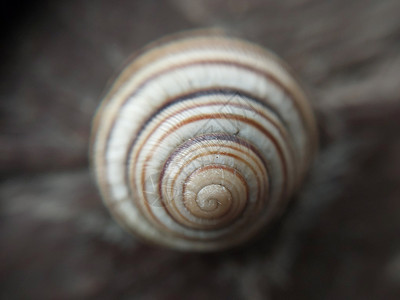 花园中的地蜗螺壳动物荒野鼻涕虫土地野生动物触角白色螺旋蜗牛粘液背景图片
