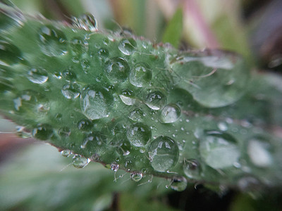 树叶上露露的清晨秋天落下叶子落叶季节性植物季节低温背景图片