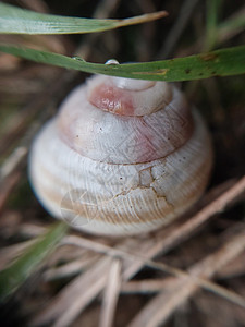 花园中的地蜗螺壳鼻涕虫棕色宏观螺旋野生动物荒野粘液触角蜗牛白色背景图片