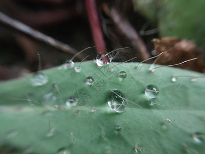 树叶上露露的清晨秋天落下落叶低温叶子季节植物季节性背景图片