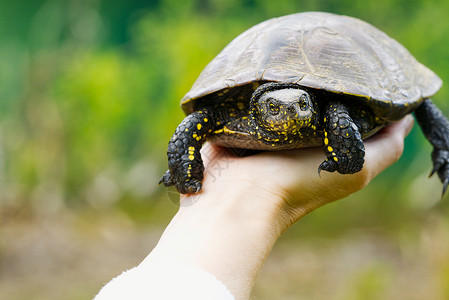 高兴小乌龟女人手里握着一只小乌龟 让海龟成为自然界的优胜者动物群动物园信仰崇拜野生动物乌龟公园动物爬虫文化背景