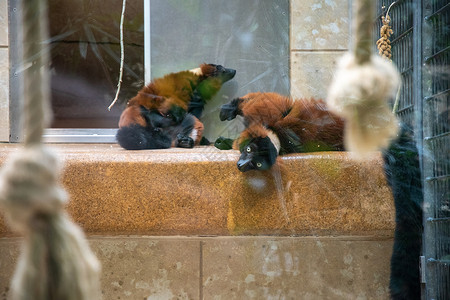 一对棕色大狐猴 躺在动物园的架子上高清图片