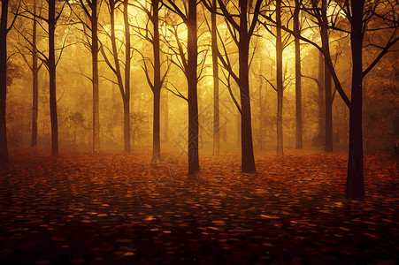 南京仙林夜晚有阳光的魔法秋天森林 金色阳光 日落时橘子树叶 秋天是仙林爬坡叶子季节环境黄色红色橙子金子草地棕色背景