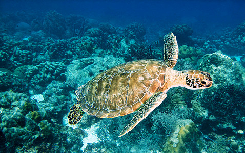 水下海洋图图片照片潜水潜水员摄影浮潜uw海洋生物世界行社背景图片