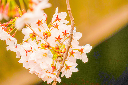 琴川樱花巨江樱花花黑川粉色叶子建筑植物季节木头樱花花瓣情感背景