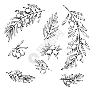 果树枝橄榄枝设置 橄榄果束和带叶的橄榄枝 手绘插图转换为矢量设计图片